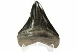 Serrated, Fossil Megalodon Tooth - Georgia #78215-1